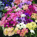 Флокс друмонді Яскрава Феєрія насіння (Hem Zaden) 0.2 г - Зображення 2