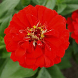 Цинія Супер йога, червона насіння  (Hem Zaden) 0.5 г - Зображення 2