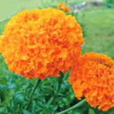 Чорнобривці Купідон оранжеві насіння  (Hem Zaden) 0.2г - Зображення 2