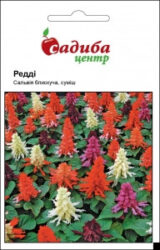 Сальвія Редді суміш насіння  (Hem Zaden) 20 шт