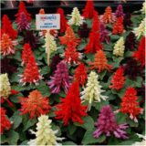 Сальвія Редді суміш насіння  (Hem Zaden) 20 шт - Зображення 2