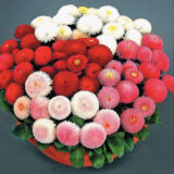 Стокротка Помпон суміш (Hem Zaden) 0.05 г - Зображення 2