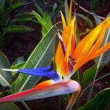 Стреліція Райська пташка (Hem Zaden) 0.01 г - Зображення 2