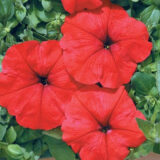 Петунія Маріка F1, червона, 10 гранул - Зображення 2