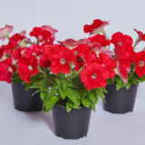 Петунія Карлик F1, червона, 10 гранул - Зображення 2
