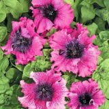 Петунія Темно-пурпурна F1, 10 гранул - Зображення 2