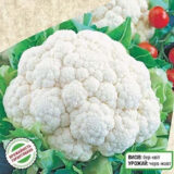 Капуста цвітна Пролісок F1 (Традиція) 10 шт - Зображення 2