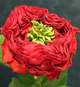 Саджанці троянди «Red Eye» (Ред Ай) - Зображення 2