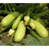 Кабачок Іскандер F1, 5 шт. (Власне фасування з оригінального упакування), (Seminis).