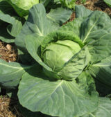 Капуста Білоголова Пандіон F1, 20 шт - Зображення 2