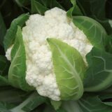 Капуста цвітна Чотири сезони, 10 г. (Власне фасування з оригінального упакування), (GSN - Semences).