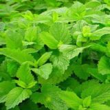 Меліса лікарська .Садиба (Hem Zaden) 0.5 г - Зображення 2