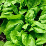 Матадор насіння шпинату (Традиція) 2 г - Зображення 2