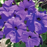 Петунія компактна Алдерман 0,02 г - Зображення 2