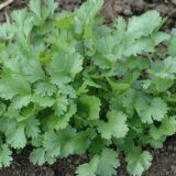 Нектар насіння коріандру (Традиція) 10 г - Зображення 2