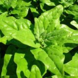 Новозеландський насіння шпинату (Традиція) 15 шт - Зображення 2