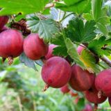 Саджанці агрусу "Колобок"