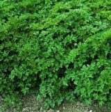 Петрушка Ріалто, 1 г, Садиба Центр - Зображення 2