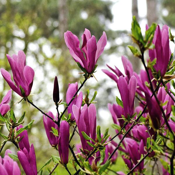 3017861305_magnoliya-susan-n.jpg Магнолія ‘Susan’ Н 1 м - 1,2 м - Зображення 1