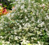 Саджанці жасмину "Variegatus" - Зображення 2