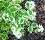 Саджанці жасмину "Variegatus" - Зображення 3