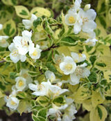 Саджанці жасмину "Variegatus" - Зображення 4