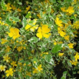 Саджанці керії японської Пікта