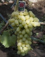 Саджанці винограду "Лора" - Зображення 3
