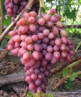 Саджанці винограду "Ювілей Новочеркаський" - Зображення 2