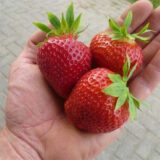 Саджанці полуниці "Дарселект",середньоспілий сорт (10 шт.) - Зображення 2