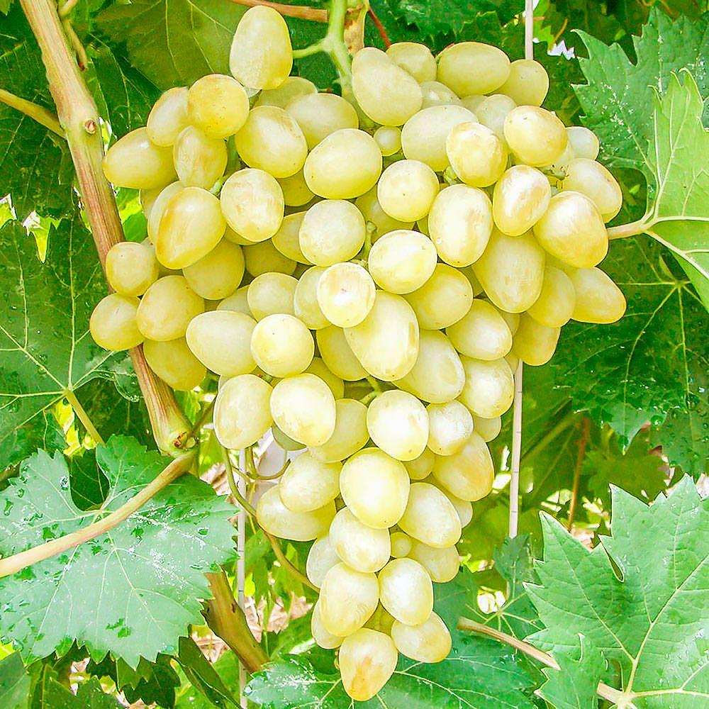 3063539297_sazhentsy-vinograda-bogotyanovskij.jpg Саджанці винограду "Боготянівський" - Зображення 1