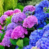 Саджанці гортензії Хамалеон