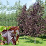 Саджанці берези "Ред Роял" (щеплена, Н - 1,4-1,6 м)