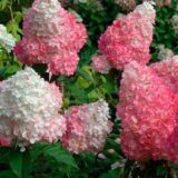 Саджанці гортензії  "Vanille Fraise" (Ваніла Фрайз) 3х-річна - Зображення 3