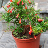 Гранат кімнатний Нана (Punica granatum Nana) С1 - Зображення 3