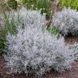 Саджанці Карі