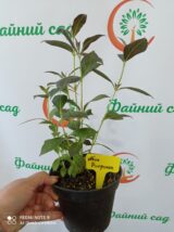 Саджанці вейгели Nana Purpurea - Зображення 2