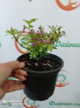 Саджанці вейгели Rumba - Зображення 2