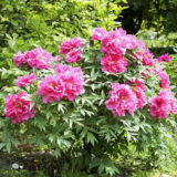 Піон деревовидний МІХ (1-річні) - Зображення 3