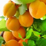 Саджанці абрикосу "Фаркло" (пізньоспілий сорт) - Зображення 2
