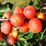 Саджанці абрикосу "Сільвер Кот" (раньоспілий сорт)