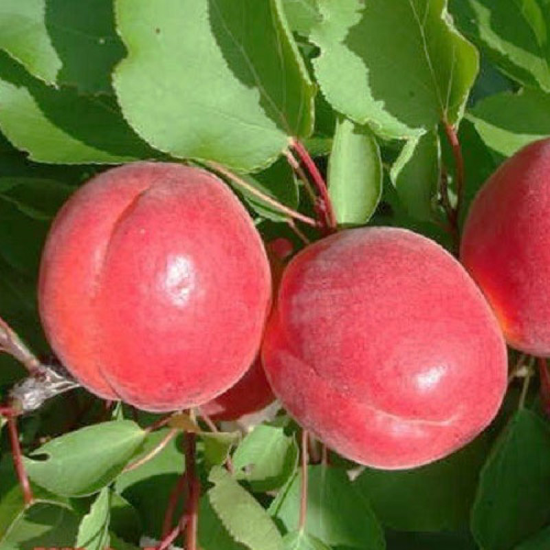 3162543709_sazhentsy-abrikosa-big.jpg Саджанці абрикосу "Біг Ред" (середньоспілий сорт) - Зображення 1