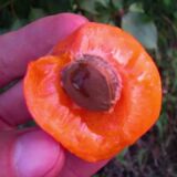 Саджанці абрикосу "Біг Ред" (середньоспілий сорт) - Зображення 2