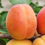Саджанці абрикосу "Петропавлівський" (середньоспілий сорт)