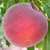 Саджанці персика “Флеминг Фьюри PF 24-007” (пізньоспілий сорт)