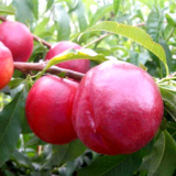 Саджанці нектарина "Харко" (середньо-пізній сорт)