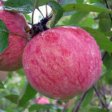 Саджанці яблуні "Мельба"