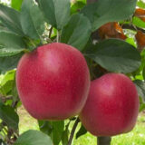 Саджанці яблуні "Галла Шніга"