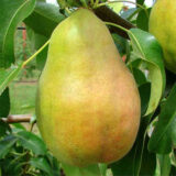 Саджанці груші "Марія"