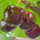 Саджанці  черешні "Биче серце" (середньоспілий сорт)